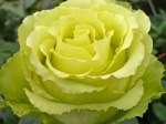 Роза чайно-гибридная ЛИМБО (ДОЛЛАР)